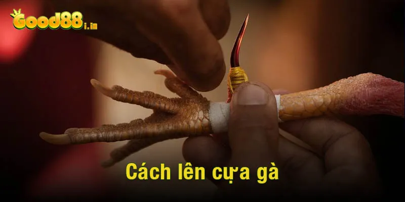 Cách lên cựa gà