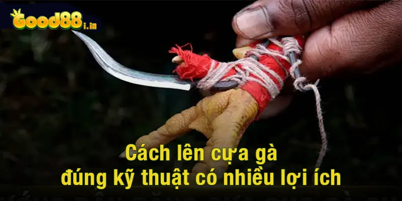 Cách lên cựa gà đúng kỹ thuật có nhiều lợi ích