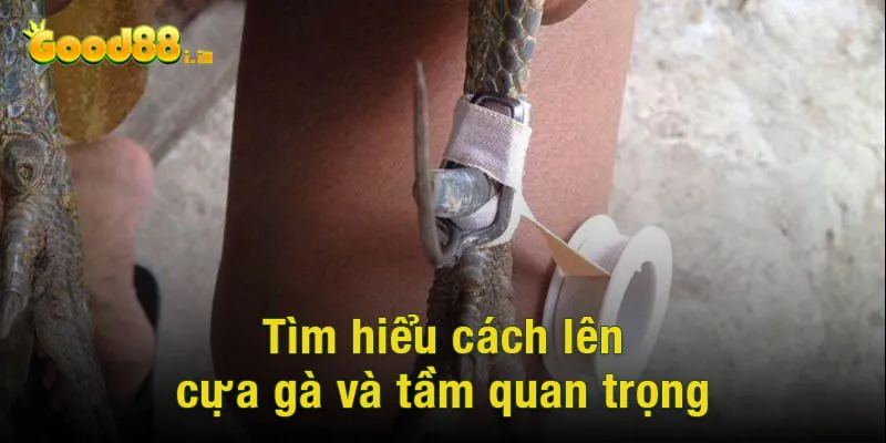 Tìm hiểu cách lên cựa gà và tầm quan trọng