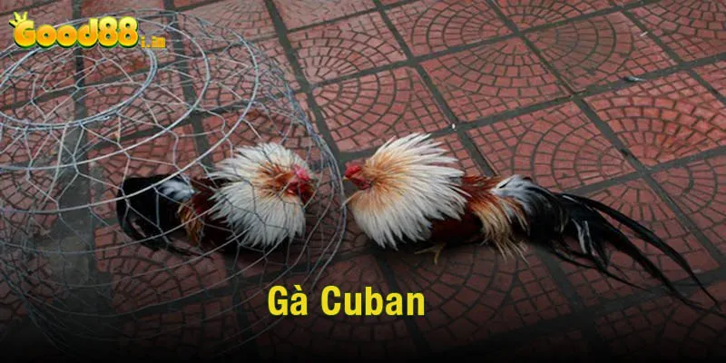 Gà cuban