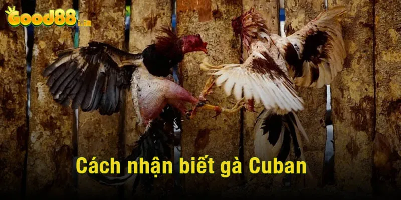 Cách nhận biết gà Cuban