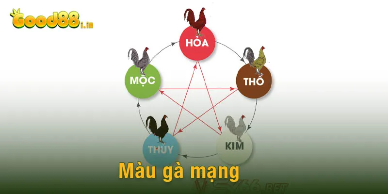 Màu gà mạng